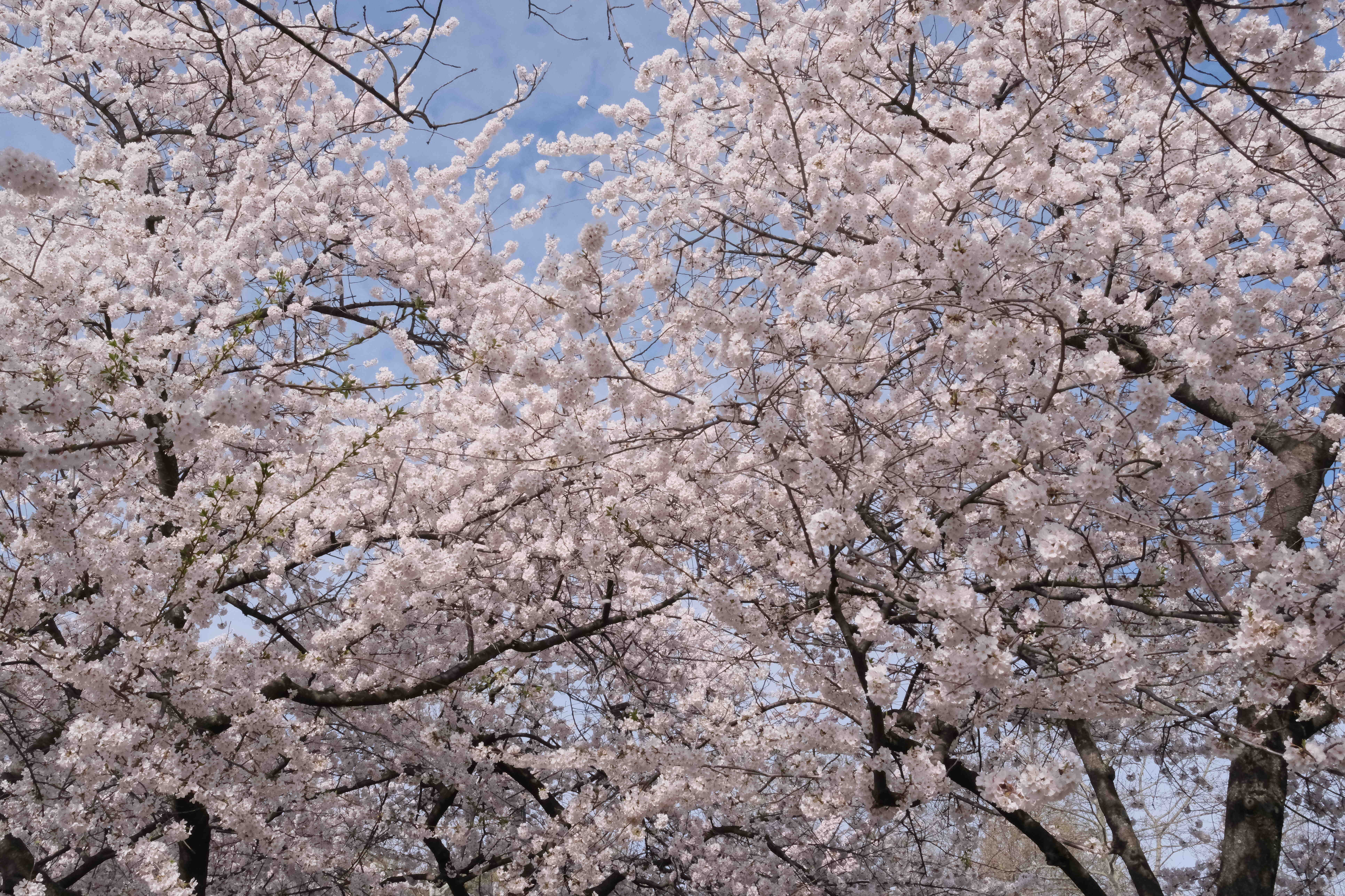 A small sea of cherry blossom branches intertwining with the sky peaking through them